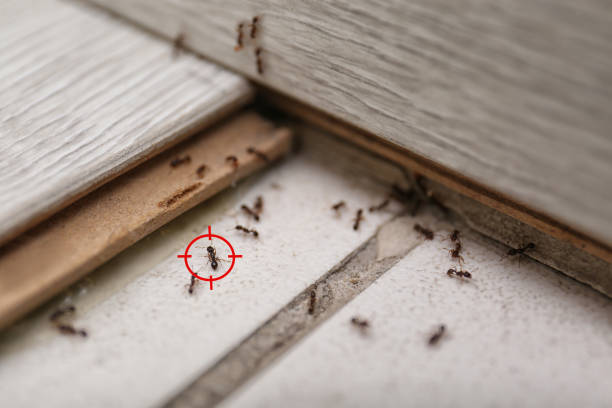 Best Pest Control Near Me  in Moodys, OK