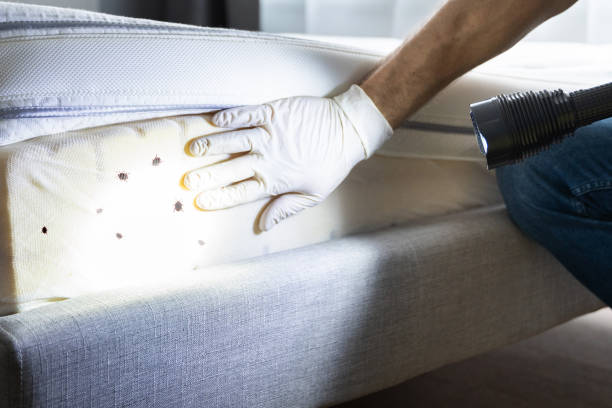 Best Flea Control Services  in Moodys, OK