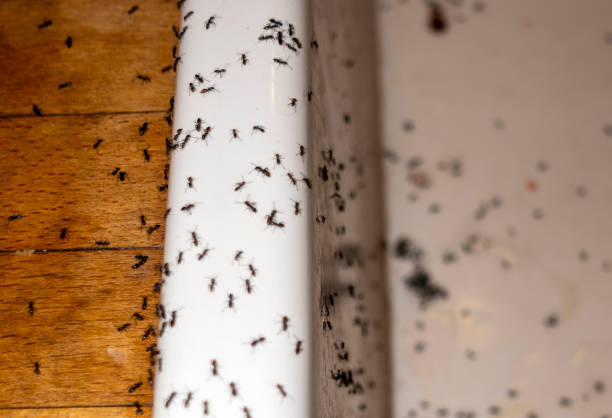 Best Best Pest Control Companies  in Moodys, OK